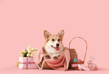 Pet Products